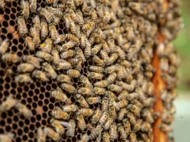 20.000 especies de abejas: dónde, cuándo y cuántas ver en streaming
