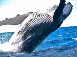 Descubriendo al tiburón ballena: su alimentación, tamaño y curiosidades