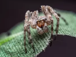 Cómo identificar y tratar los nidos de arañas en tu hogar