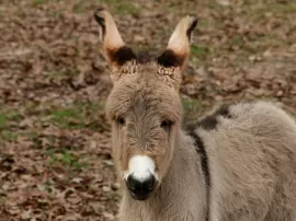 Descubriendo el mundo de los burros miniatura: nombres, características y cuidados