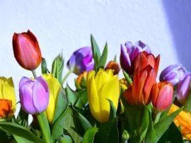 Los tulipanes: belleza, significado y recomendaciones de regalo