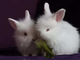 Guía completa de alimentación para conejos: qué pueden y no pueden comer