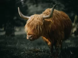 El misterioso color rojo en la tauromaquia y sus efectos en los toros