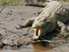 Características de los cocodrilos, caimanes y aligátores: Tamaño, similitudes, diferencias y peligrosidad.