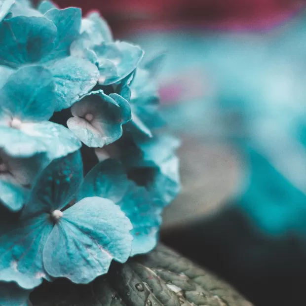 5490 vestido fiesta asimetrico flor azul turquesa.html