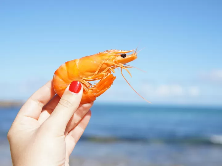colas de gambas