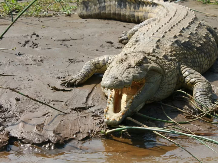 qué diferencia hay entre cocodrilo y caimán